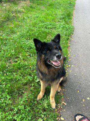 Lieber Bruno sucht liebevolle Familie