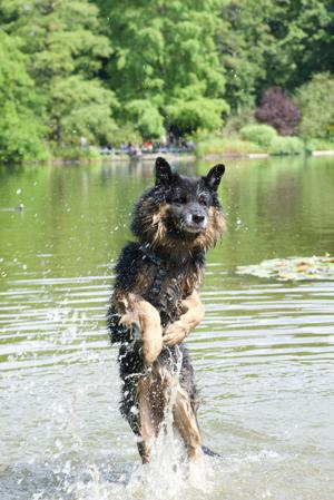 Lieber Bruno sucht liebevolle Familie Bild 7