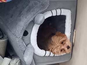 Deckrüde !! Kein Verkauf  Bild 3