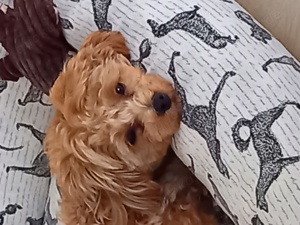 Deckrüde !! Kein Verkauf  Bild 4