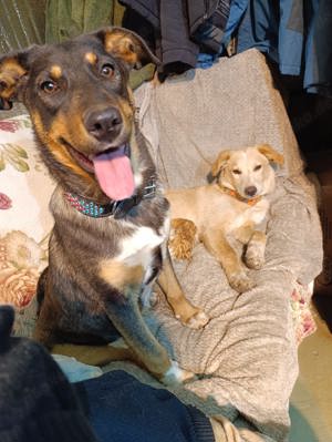 Lilla   aktive kleine Abenteurerin sucht Dich (Welpe Schwarz-Braun)