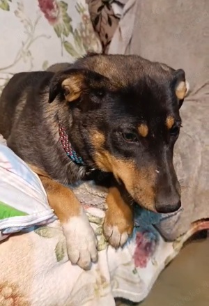Lilla   aktive kleine Abenteurerin sucht Dich (Welpe Schwarz-Braun) Bild 2