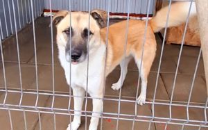 Freigeist Sheldon sucht ein Zuhause