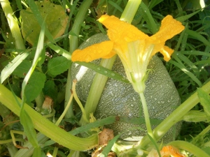 Gemüsesamen  Runde Zucchini  "Chiaro di Nizza"  5 Samen   Bild 3