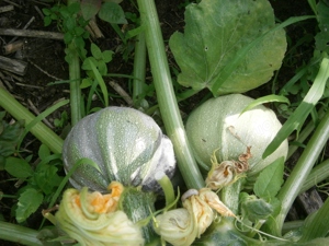 Gemüsesamen  Runde Zucchini  "Chiaro di Nizza"  5 Samen   Bild 5