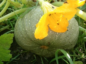 Gemüsesamen  Runde Zucchini  "Chiaro di Nizza"  5 Samen   Bild 4
