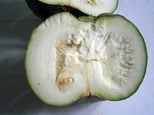 Gemüsesamen  Runde Zucchini  "Chiaro di Nizza"  5 Samen   Bild 2