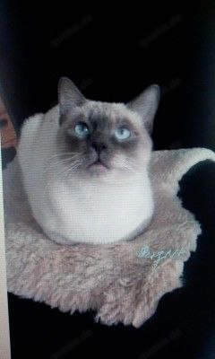 Deckkater Thai-Siam Blue Point Bild 3