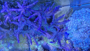 Acropora Myagi Tort 