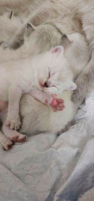 Deckkater Thai-Siam Blue Point Bild 5