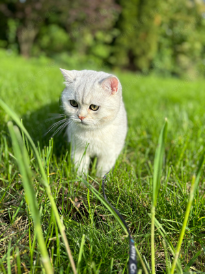 BKH-Deckkater mit wunderschönem Fell und grünen Augen
