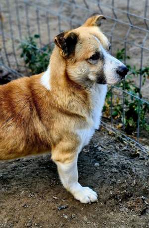 Pitzi liebt es zu Kuscheln Bild 5