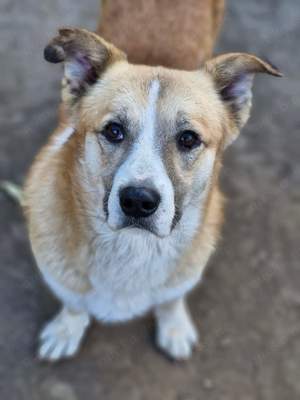 Pitzi liebt es zu Kuscheln Bild 7