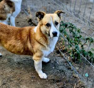 Pitzi liebt es zu Kuscheln Bild 3