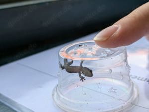 Gecko, Jungferngecko  Bild 5