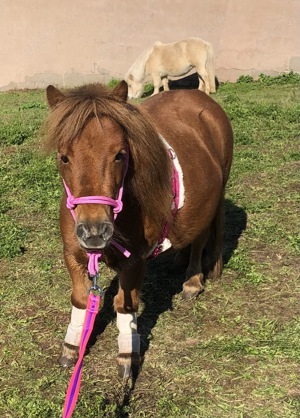 Welsh B Tinker Mix & Minishetty Stuten abzugeben Bild 6