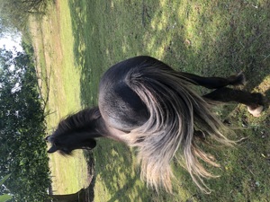 Welsh B Tinker Mix & Minishetty Stuten abzugeben Bild 7