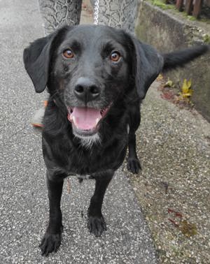 Hübscher Labradormix sucht sein Zuhause 