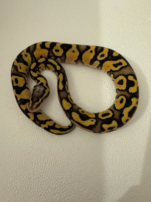 0.1 Pastel Vanilla YB het clown 
