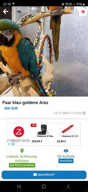 Paar Blau Goldene Aras