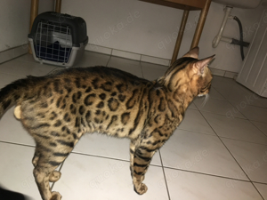 **Deckkater mit Charme sucht nette Katzendamen!**  