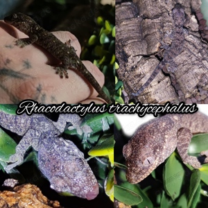 Rhacodactylus trachycephalus, leachianus, Chahoua ML 