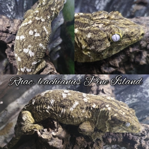 Rhacodactylus trachycephalus, leachianus, Chahoua ML  Bild 2