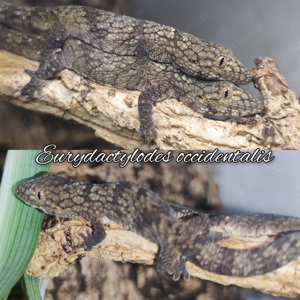Rhacodactylus trachycephalus, leachianus, Chahoua ML  Bild 3