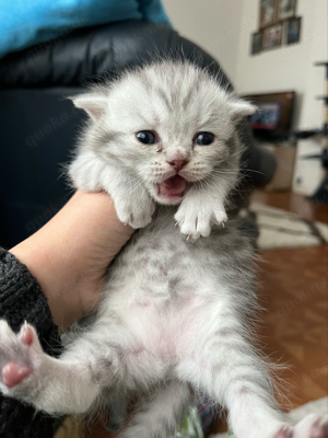 BKH Kitten 