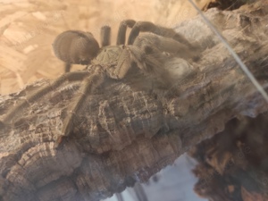 Vogelspinne Psalmopoeus cambridgei