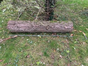 Holzstämme Brennholz Kaminholz