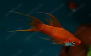 Xiphophorus helleri - Schwertträger Orange und Grün Bild 3