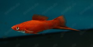 Xiphophorus helleri - Schwertträger Orange und Grün