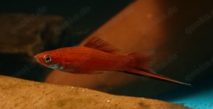 Xiphophorus helleri - Schwertträger Orange und Grün Bild 4