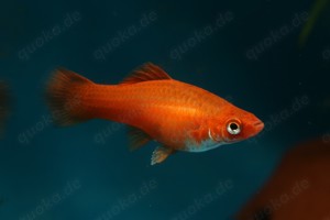 Xiphophorus helleri - Schwertträger Orange und Grün Bild 2