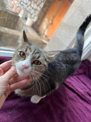 verspielte und anhängliche junge Katze Lisa sucht ein Zuhause mit Artgenossen Bild 5