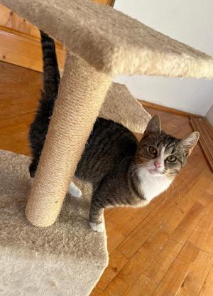 verspielte und anhängliche junge Katze Lisa sucht ein Zuhause mit Artgenossen Bild 7