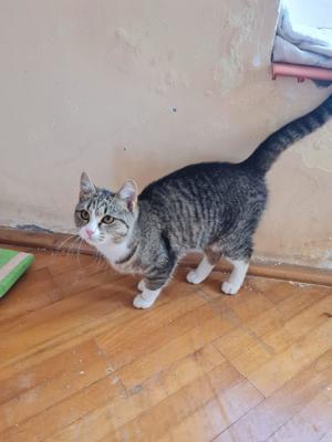 verspielte und anhängliche junge Katze Lisa sucht ein Zuhause mit Artgenossen Bild 4
