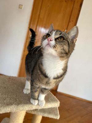 verspielte und anhängliche junge Katze Lisa sucht ein Zuhause mit Artgenossen Bild 2