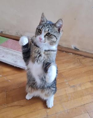 verspielte und anhängliche junge Katze Lisa sucht ein Zuhause mit Artgenossen Bild 3