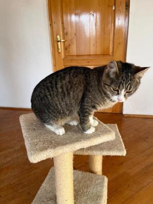 verspielte und anhängliche junge Katze Lisa sucht ein Zuhause mit Artgenossen Bild 6