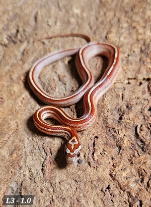 Tessera Motley