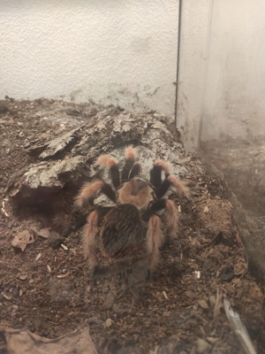 Vogelspinne Brachypelma  boehmei