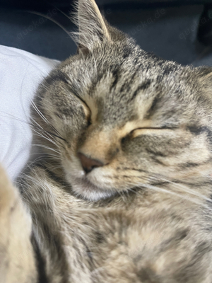 Süsse katze zu verkaufen 100  VB