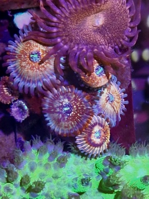 Zoanthus (Zoa) Seduction