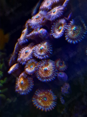 Zoanthus (Zoa) Seduction Bild 4