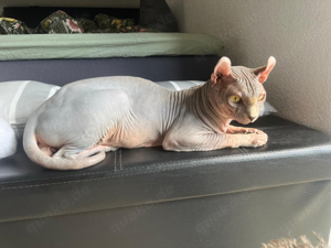 Deckkater Sphynx Elf