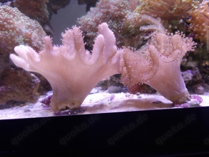 Fidschi Weichkoralle, RARITÄT, Aquarium Auflösung, Korallen Meerwasser  Bild 3