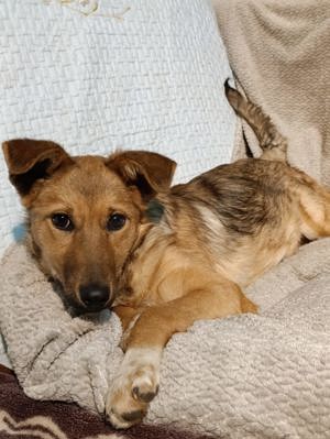 Tonya - sehr liebe Hündin sucht ein Für - immer- zuHause