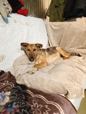 Tonya - sehr liebe Hündin sucht ein Für - immer- zuHause Bild 3